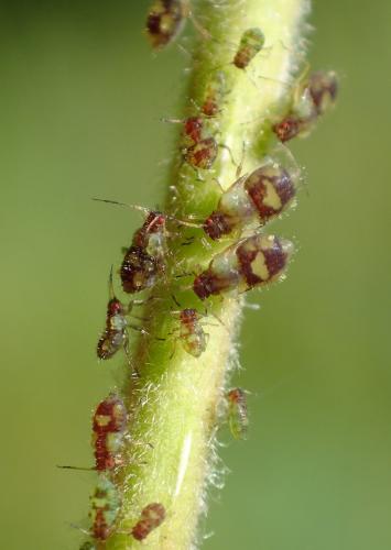 Chaitophorus populeti